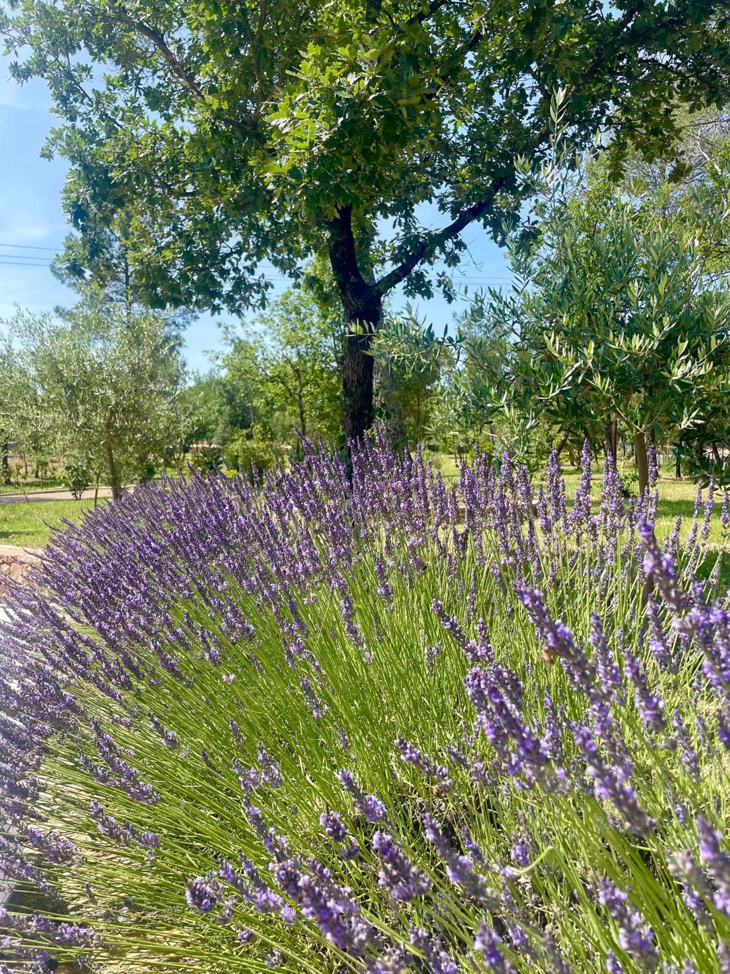 Superbe Villa Seillans La Grande Bastide Avec Piscine, Jardin, Climatisation Et Salle De Sport Exteriör bild